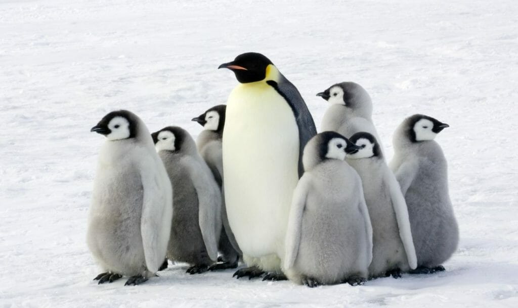 Phillip Island Penguin Parade To Be Live Streamed Every Night