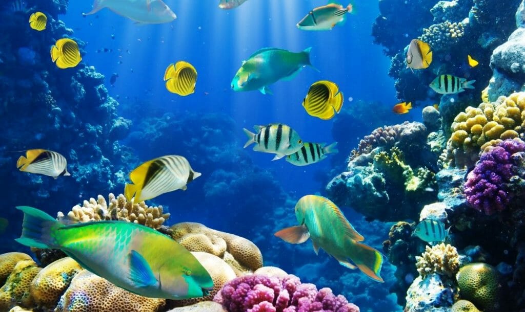 Here’s How 14 Key Nations Committed To Protect The Oceans