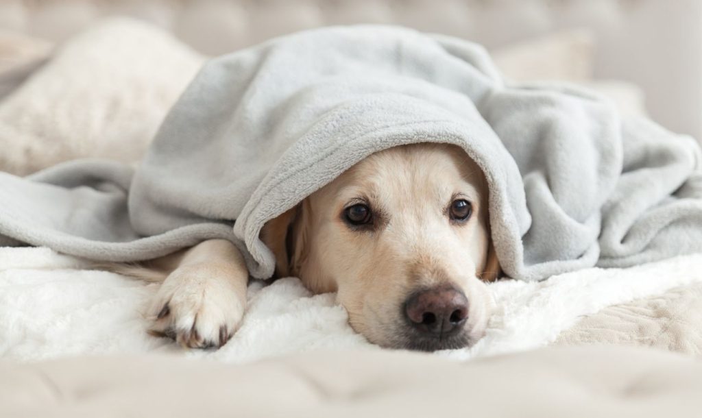 Winter Blues: How Can Meditation Combat Seasonal Depression (SAD)? 